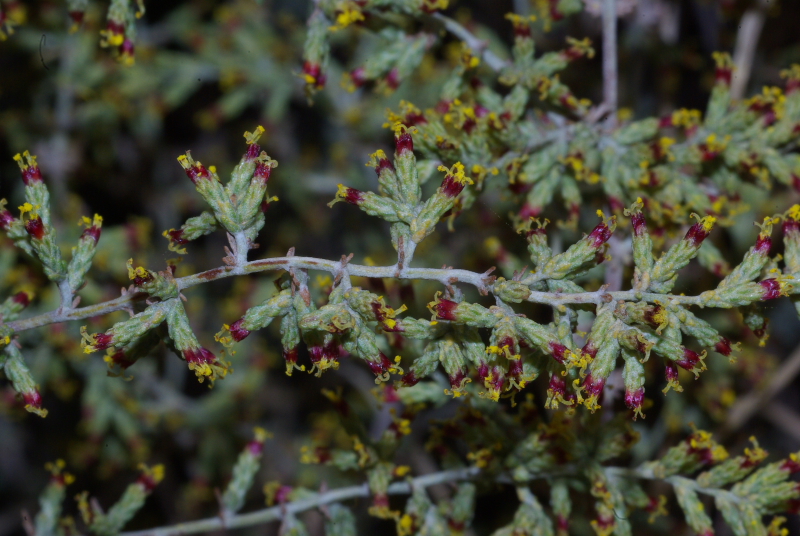 Artemisia herba alba1