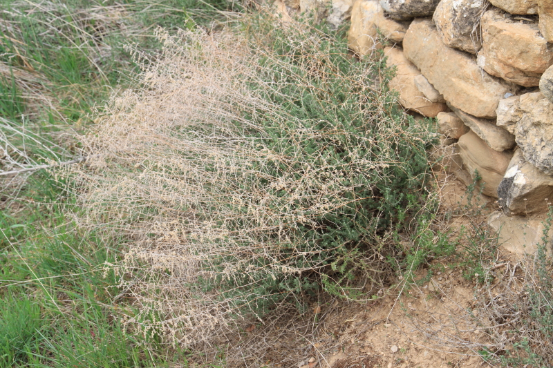 Artemisia herba-alba2