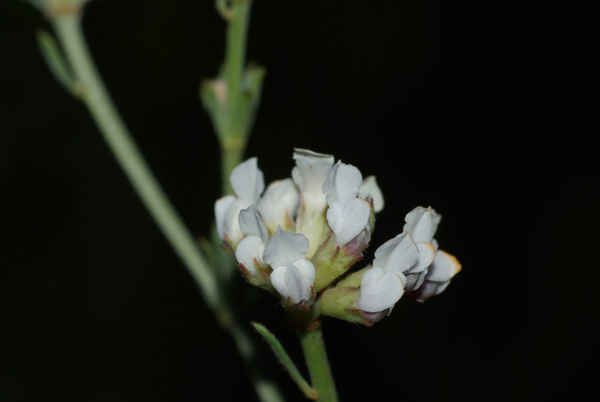 Dorycnium pentaphyllum fl2