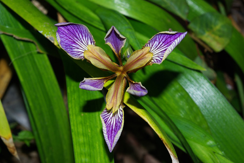 Iris foetidissima fl