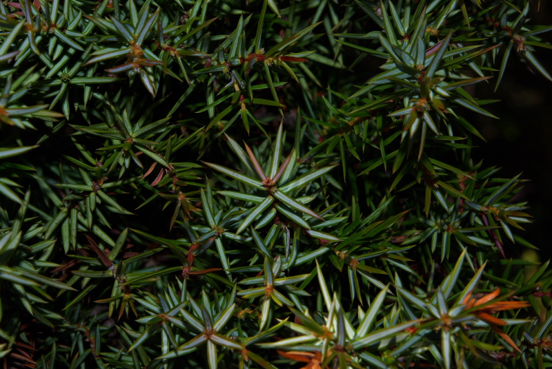 Juniperus communis  1