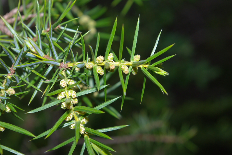 Juniperus comunis fl
