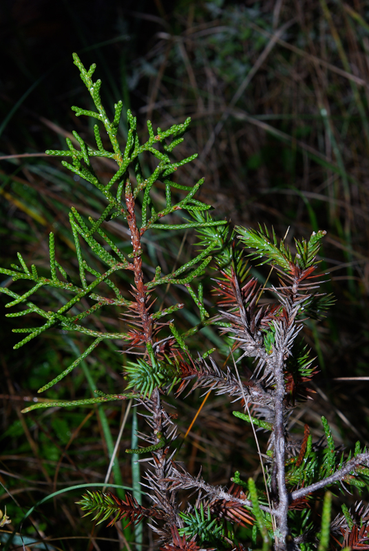 Juniperus_phoenicea_2
