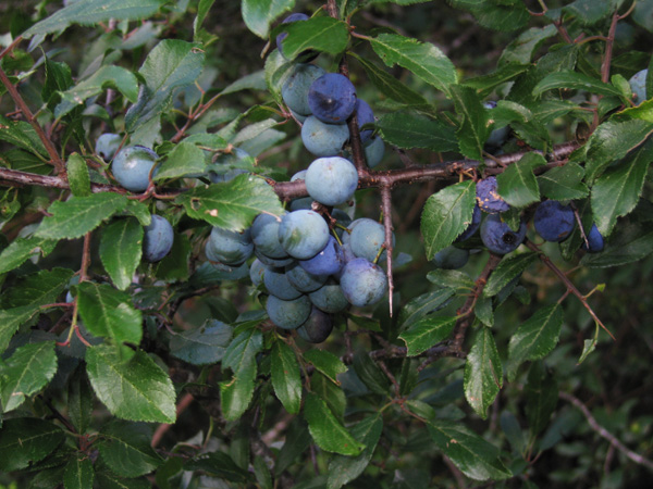 Prunus spinosa fr2